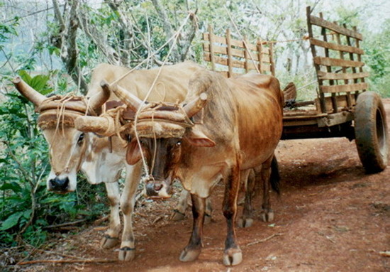 Bild Erntewagen